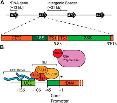 Frontiers Roles of ribosomal RNA in health and disease